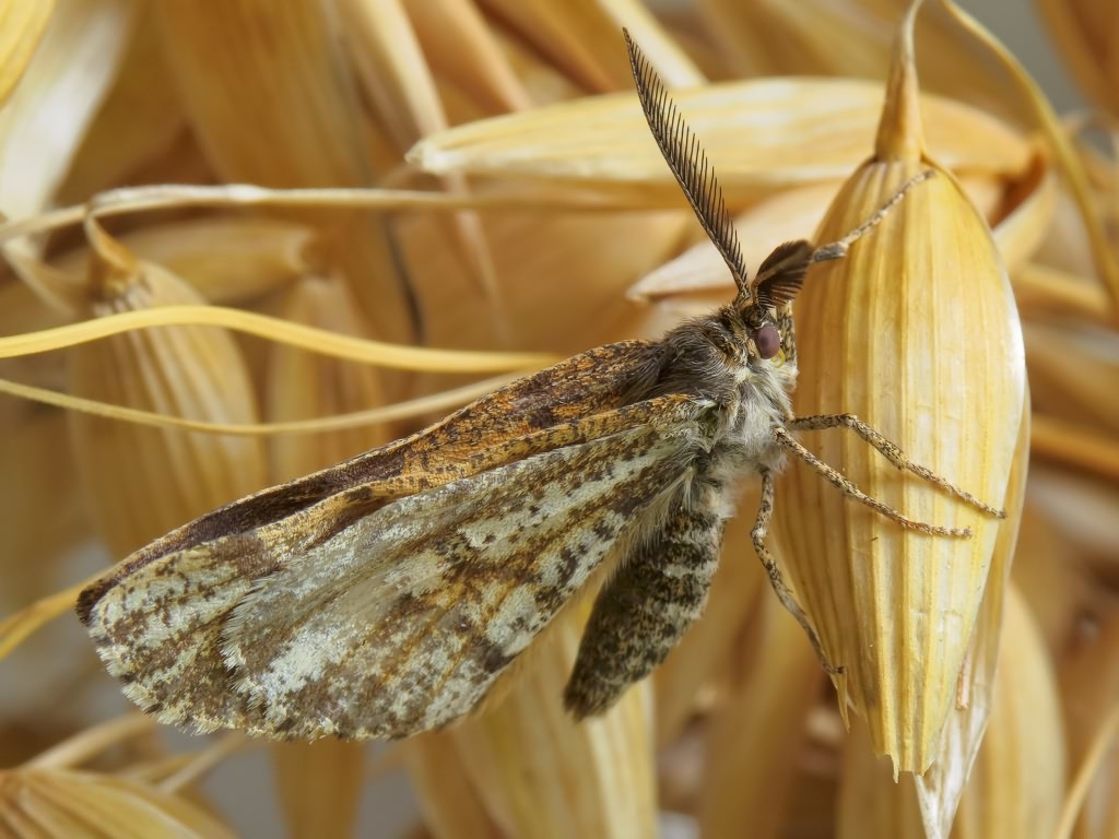 Bupalus piniaria (Linnaeus, 1758)